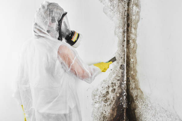 Best Fast Mold Removal  in Gardnertown, NY