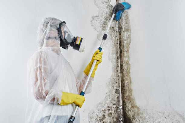 Best Professional Mold Removal  in Gardnertown, NY