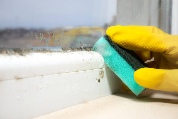 Best Certified Mold Removal  in Gardnertown, NY