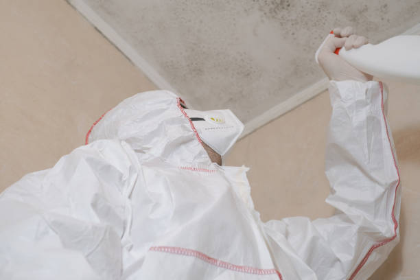 Best Black Mold Removal  in Gardnertown, NY