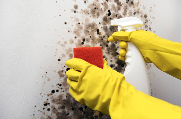 Best Emergency Mold Removal  in Gardnertown, NY