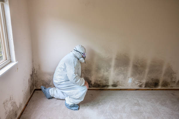 Best Office Mold Removal Services  in Gardnertown, NY