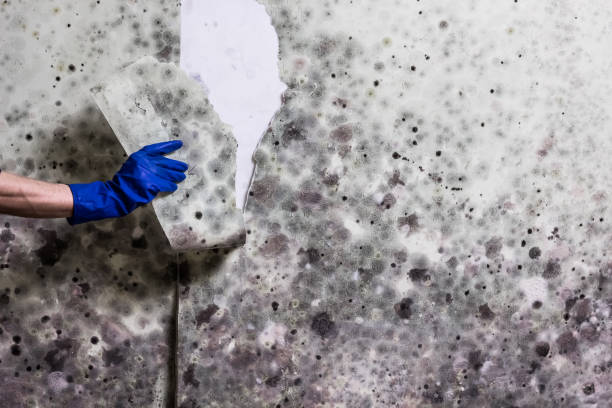 Best Toxic Mold Removal  in Gardnertown, NY